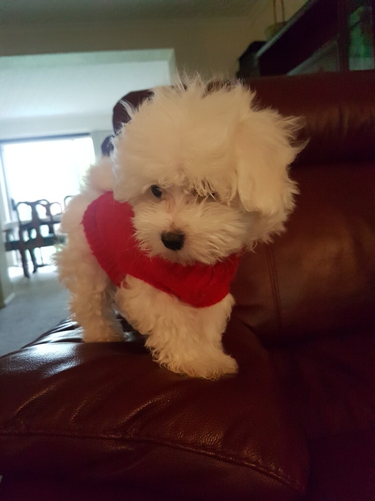 gumtree maltese puppies